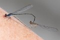 Pseudagrion sublacteum  in cop